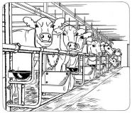 Žlab 14 l pro koně