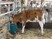 Vyhřívaná hladinová napáječka Suevia Model 43A a Model 43A SIBERIA