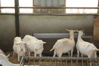Napájecí žlab pro ovce a kozy