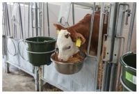 Krmná mísa z nerezové oceli 5,5l