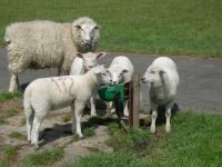 Hladinová nízkotlaká napáječka Suevia Model 130 PN