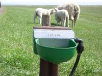 Hladinová nízkotlaká napáječka Suevia Model 130 PN