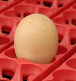 Líheň kuřat ET 12, digitální poloautomatická