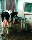 Napájecí výklopný nerezový žlab do podlahy Suevia - nový model 2018