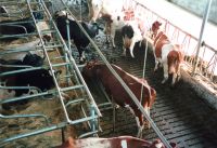 Napájecí výklopný nerezový žlab do podlahy Suevia - nový model 2018