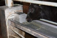 Napájecí výklopný nerezový žlab do podlahy Suevia - nový model 2018