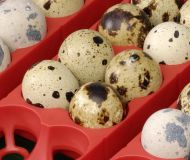 Líheň kuřat ET 49/A, digitální automatická