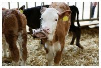 Kousací kroužek pro telata Natural, s řetězem