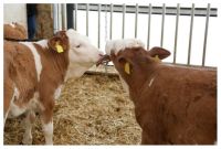 Kousací kroužek pro telata Natural, s řetězem