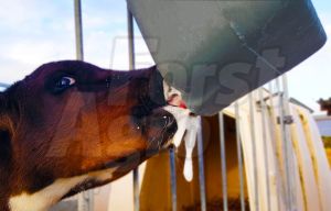 Dudlík pro telata Milk Bar™