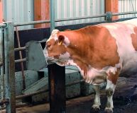 Nerezový napájecí žlab Suevia Model 600