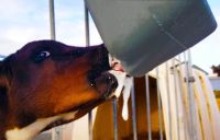 Dudlík pro telata Milk Bar™