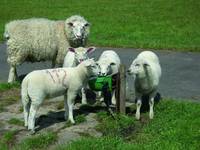 Hladinová napáječka Suevia Model 130 P