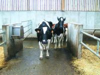 Nerezový napájecí žlab Suevia Model 620 - oboustranný