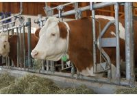 Těžítko - závaží pro krční řemen