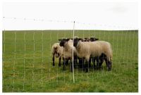 Elektrická síť pro ovce a kozy OVINET MAXI 122 cm, 50 m, 2 hroty, bílá/modrá