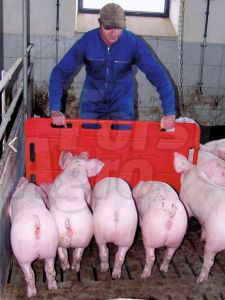 Naháňka pro prasata 94 x 76 cm