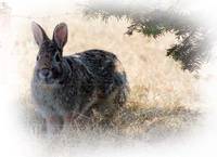 Elektrická síť pro králíky pro elektrický ohradník