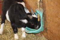 Napáječka misková Suevia Model 370