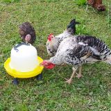 Napáječka plastová s rukojetí, s nožkami, žlutá