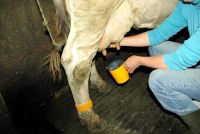 Oddojovací hrnek zelený